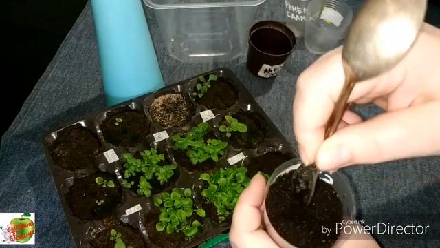 Бакопа из семян. Пикировка всходов. смотреть онлайн