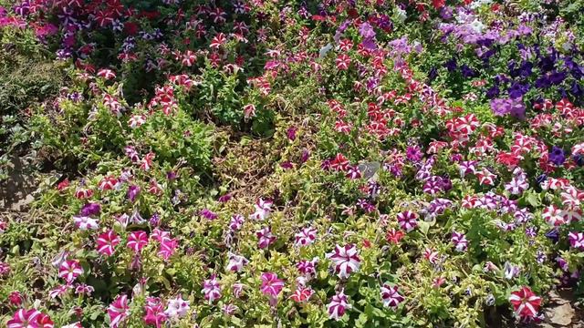 Petunia Blooming Even In  40 ℃ @ Gyarah Murti  Delhi | Greens And Glows
