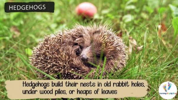 Learn about Animals that Hibernate and What Animals do in Winter for Kids