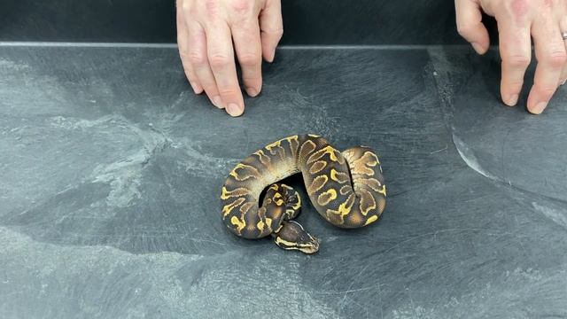 Here are some reminders that not all Ball Python projects have to be Recessive to look awesome! смотреть онлайн