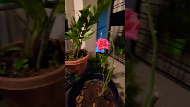 #flowers #homegarden #garden #rose #homegardening смотреть онлайн