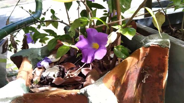 tunbergia a planta que florece o ano todo смотреть онлайн