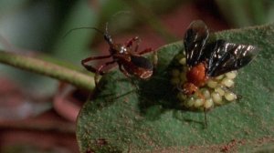 Борьба за выживание 1 серия «Появление на свет» (документальный сериал, 1990)