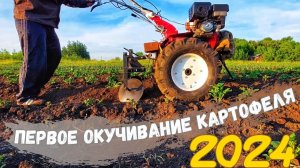 Первое окучивание КАРТОФЕЛЯ дисковым окучником на МОТОБЛОКЕ 2024! Огород в деревне!