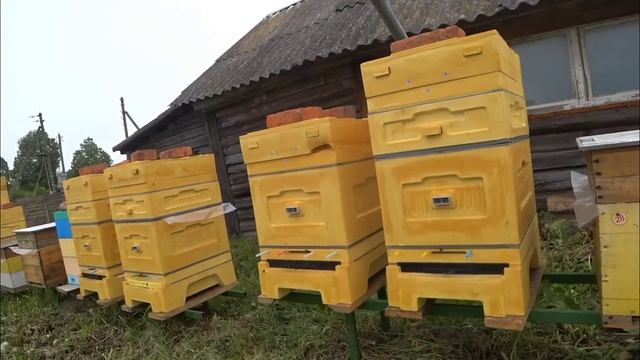 Вывод маток. Заселение нуклеусов от А до Я. смотреть онлайн