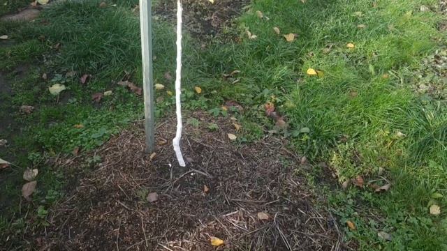 Посадка абрикоса по методу Валерия Железова. Часть1. смотреть онлайн