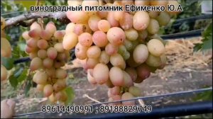 виноград Атлантида