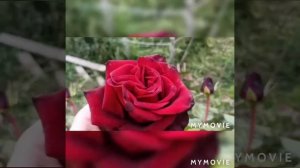 Самые чёрные розы: Блэк баккара и Чёрная магия