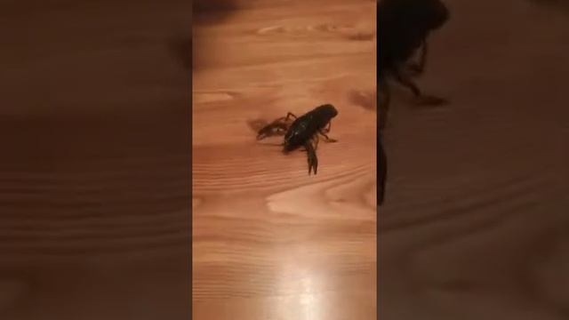 Видео про рака и молли смотреть онлайн