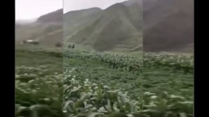 Живые Драконы проснулись в Китае?