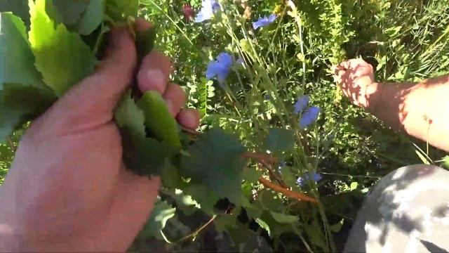 Как связать берёзовые веники. смотреть онлайн