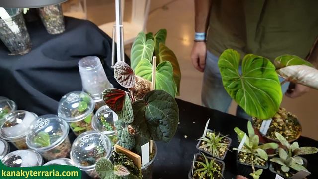 🦎EXPOTERRARIA GRANADA MARZO 2024 🐍 | KANAKY VLOG #139 смотреть онлайн