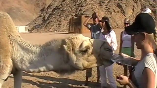 Верблюд пьет смотреть онлайн