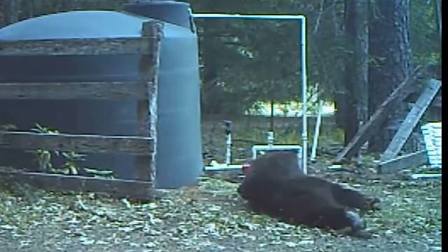VBC - Bear nails self with bungy in the Maracas. смотреть онлайн