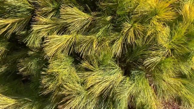 Pinus strobus ' Louie ' Golden White Pine March 12, 2020 смотреть онлайн
