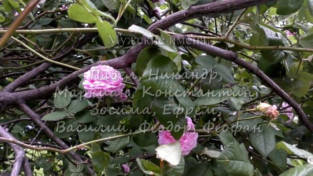 21 июня – именины сегодня отмечают смотреть онлайн