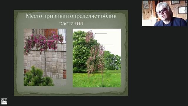И.А. Бондорина "Привитые древесные растения в озеленении городов"02.02.2021 смотреть онлайн