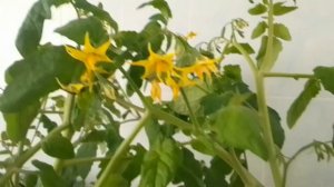 Прмидоры на подоконнике, удаляю пасынки, мой первый опыт ?#прмидорынаподоконнике #пасынки