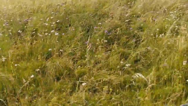 Primula Field смотреть онлайн