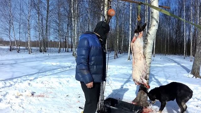 СВИНЕЙ БОЛЬШЕ НЕ ДЕРЖИМ. ПОЧЕМУ? ОПЯТЬ ЧП! смотреть онлайн