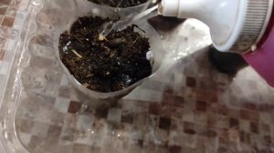 Посев и пикирование калибрахоа.