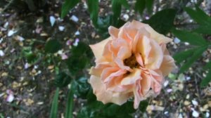 rose 'Martin des senteurs'