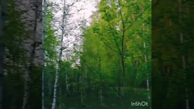 Видео. Природа. Релакс. Красивая музыка. Музыка. Лес. Приколы. смотреть онлайн
