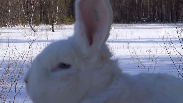 Кролик породы Венский белый ЛПХ Моряк смотреть онлайн