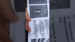 Как правильно посадить розу из контейнера в открытый грунт?