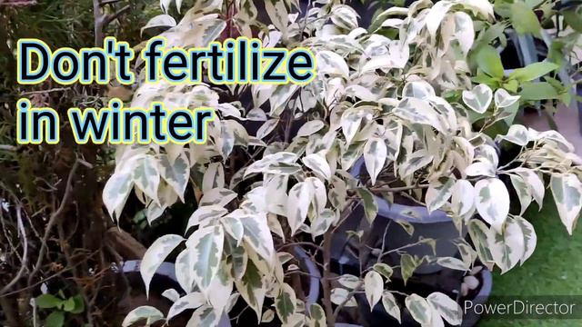 #howtodowintercareofstarlightficus/benjamina@TaruVatika.353-Wintercareofstarlightficus/benjamina. смотреть онлайн