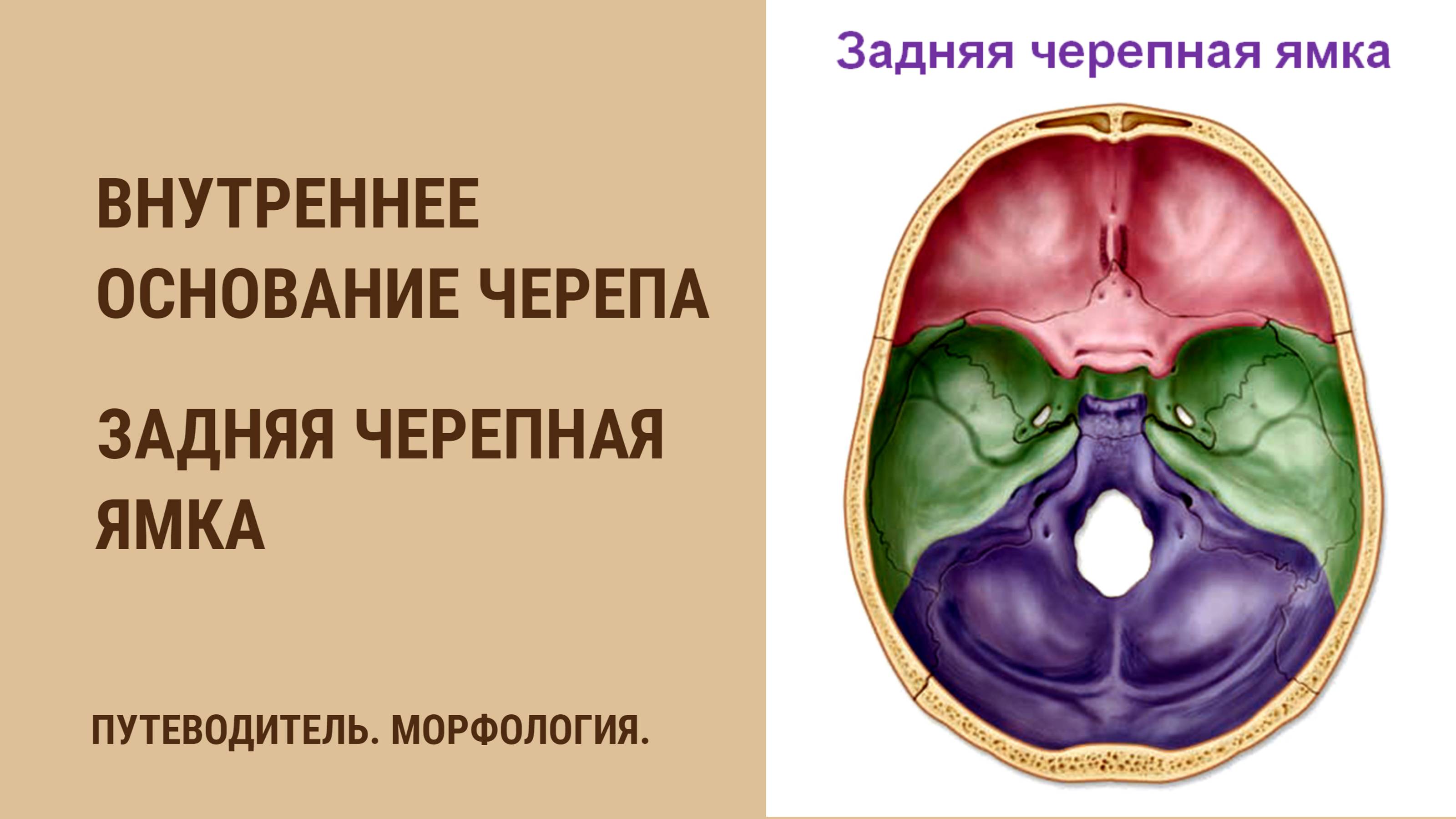 Внутреннее основание черепа. Задняя черепная ямка смотреть онлайн