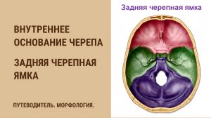 Внутреннее основание черепа. Задняя черепная ямка