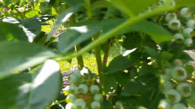 Голубика в Подмосковье начала созревать. смотреть онлайн