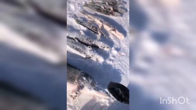 Щуку с рекордным весом 8 кг поймали на нашем озере Койбагар Карасу Карасуский район Костанайская об смотреть онлайн