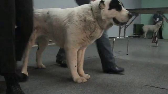 Эль Шарк смотреть онлайн