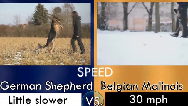 German Shepherd OR Belgian Malinois⭐WHO IS BETTER? ⭐COMPETITION, COMPARISON and TRICKS⭐DIFFERENCES смотреть онлайн