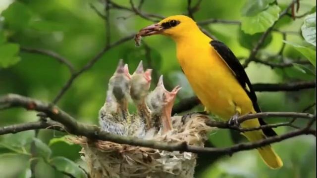 #10 Самых красивых птиц в МИРЕ!!!? смотреть онлайн