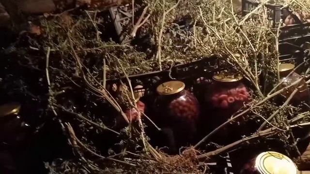 ?Всё правильно сделала!!! ?Хранение семенного картофеля зимой?