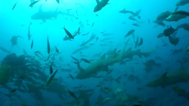 Fiji Shark Diving with Aqua-Trek, Beqa Lagoon-Pacific Harbor смотреть онлайн