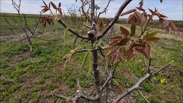 Înfloritul la Pescianski și polenizatorii săi. Tratamente recomandate în această perioadă. Mai 2021 смотреть онлайн
