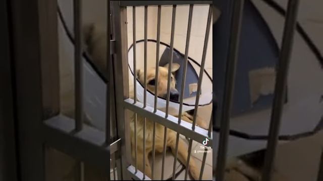 Собака тонет в глине смотреть онлайн