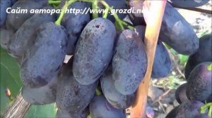 Сорт винограда: Велика