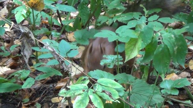 Павловск. Павловский парк. смотреть онлайн