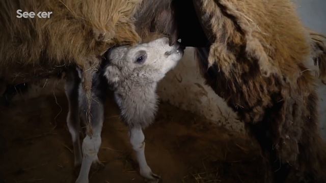Think You Know What’s Inside a Camel’s Hump? THINK AGAIN? смотреть онлайн
