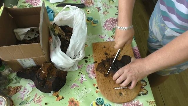 Подготовка чаги к хранению