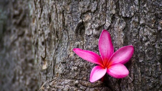 Meditation Music, Music for Relaxation, Classical Music, Stress Relief, Instrumental Music, ♫E111D смотреть онлайн