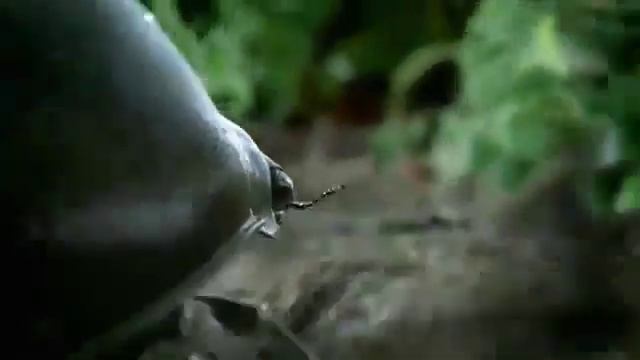 Volkswagen Black Beetle (Черный жук)