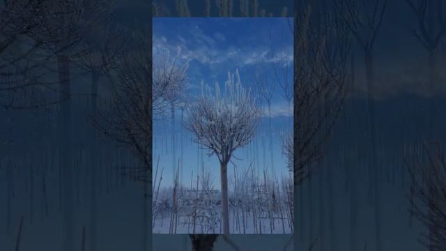 Зимняя сказка в Питомнике декоративных растений 'Сад Вашей Мечты'® смотреть онлайн