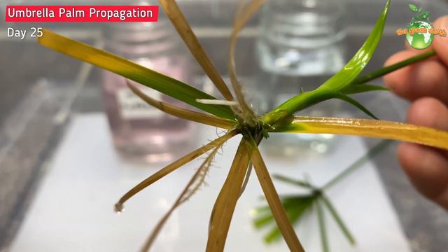 #89 How to Propagate Umbrella Palm Plants (Cyperus alternifolius)? | Water Propagation смотреть онлайн