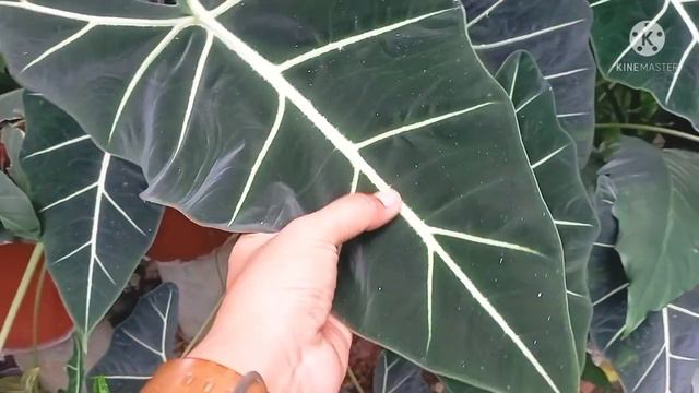 Alocasia Frydek